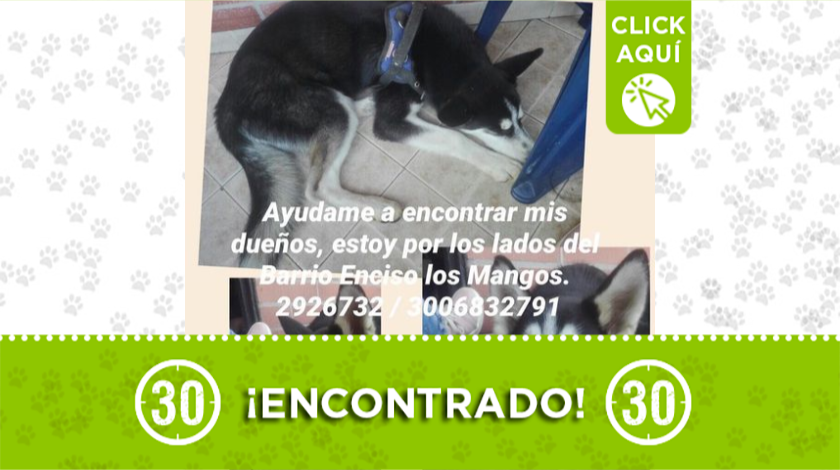 Peludito encontrado deambulando por Enciso Los Mangos: buscan a su dueño