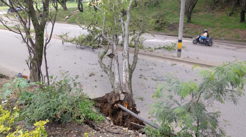 FOTO: ¡A lo destino final! Un árbol se desplomó a la altura de Solla, pero no alcanzó a ningún conductor o peatón