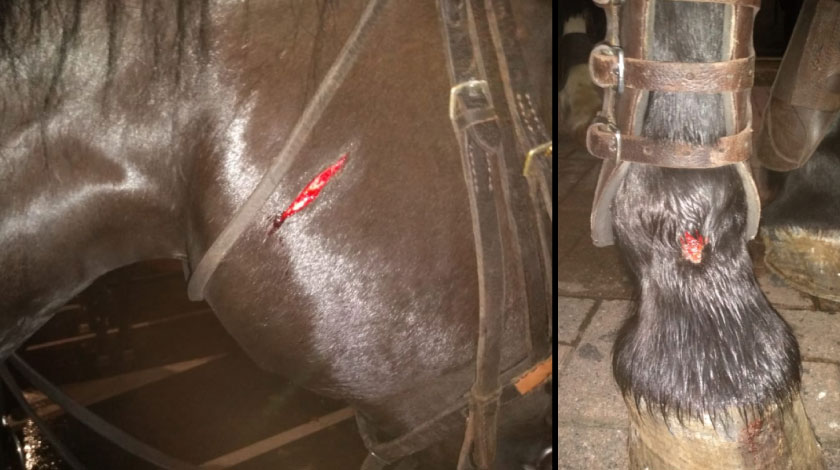 FOTOS: ¡Así no! Vea cómo dejaron a los caballos de los carabineros de la Policía en marcha de Medellín 1 Asi quedaron los caballos de los carabineros