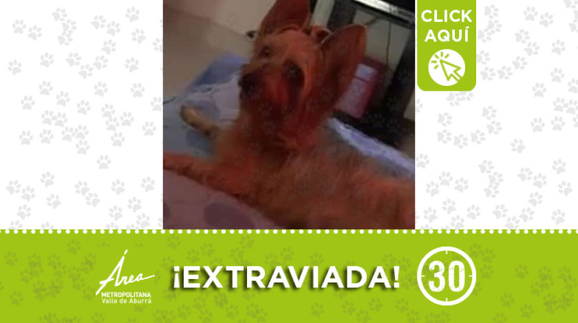 'Lola' se perdió en el sector Los Cerros del barrio Buenos Aires