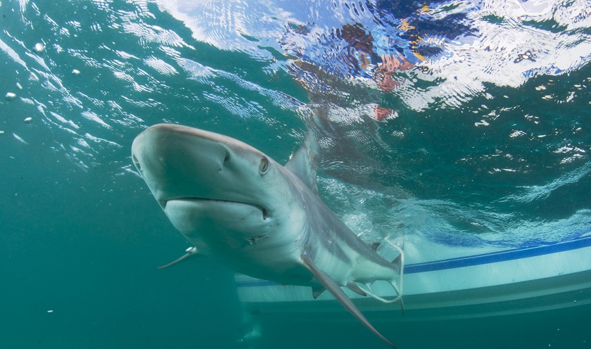 La razón por la que los tiburones pueden ser víctimas masivas de la COVID-19