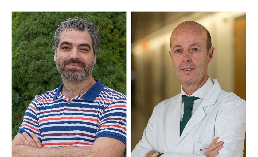 Descubren las células encargadas de reparar el corazón tras un infarto