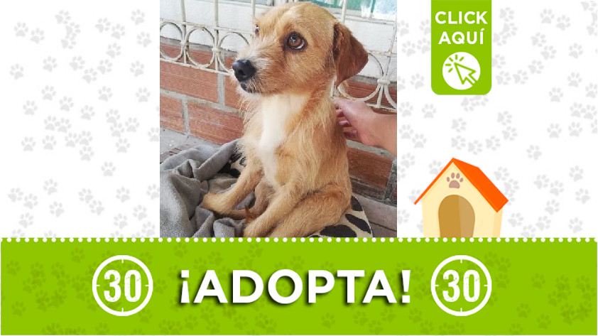 Adopción