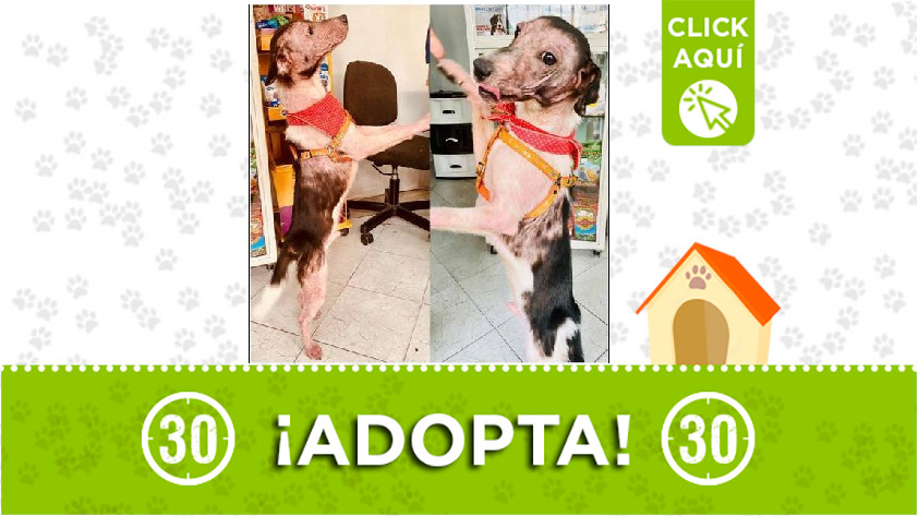 Perrito en adopción