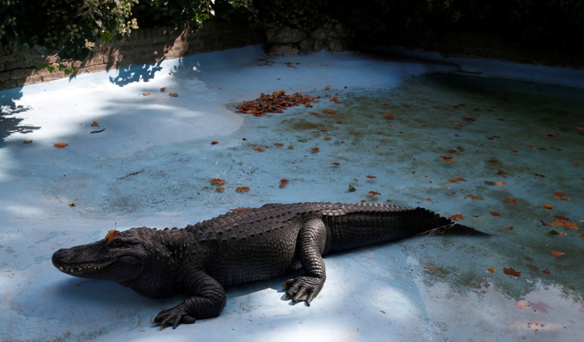 El aligátor más viejo del mundo –  84 años- vive en el zoológico de Belgrado