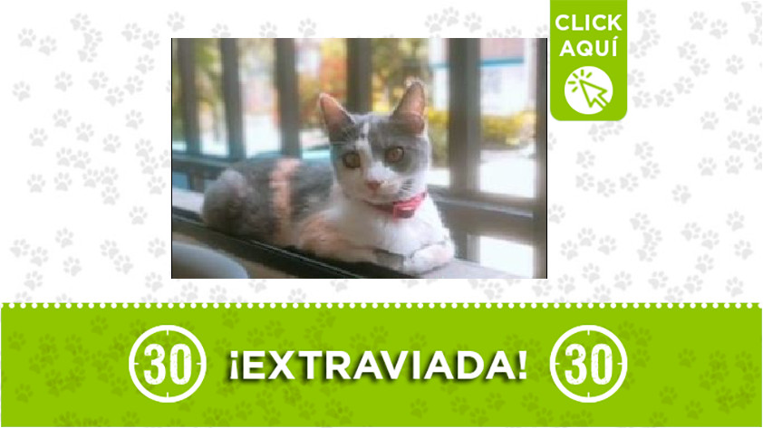 'Amapola' perdida en San Javier