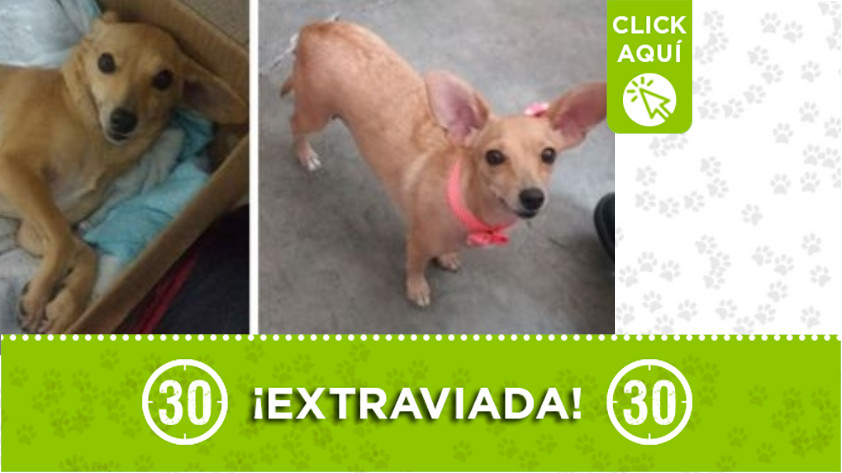 'Amy' perdida en Castilla