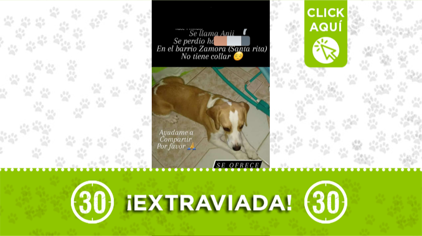 'Anny' se perdió en barrio Zamora Santa Rita