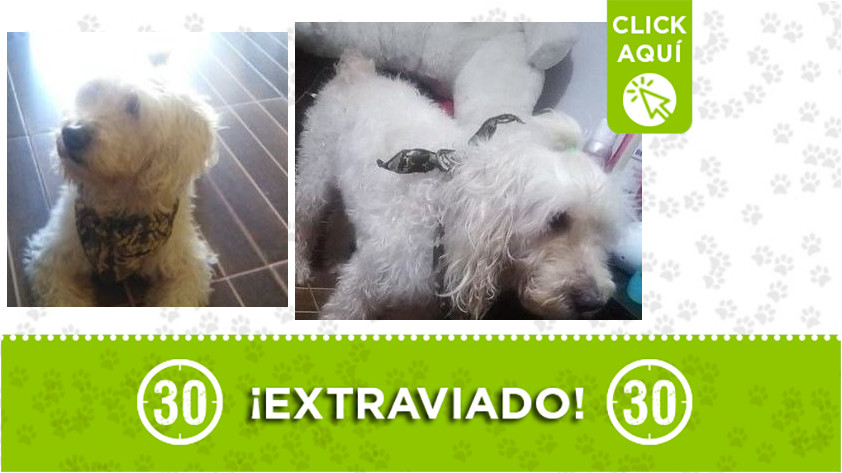 'Boby' perdido en Pedregal