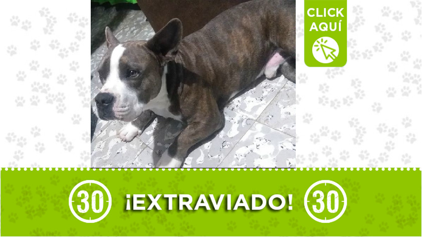 'Bruno' perdido en Santa Bárbara