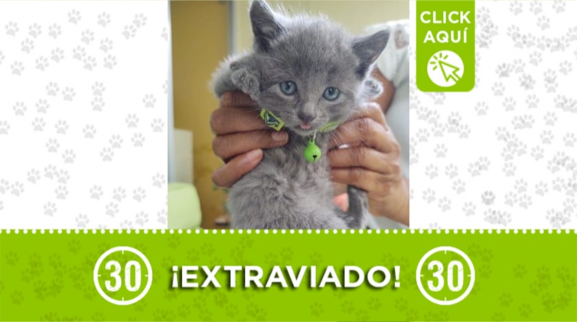 'Bruno' perdido en Santa Mónica 1