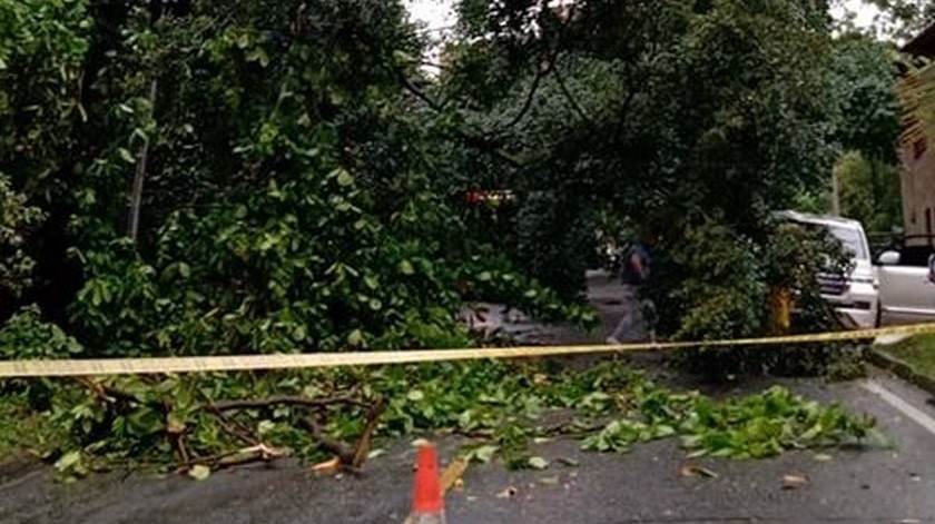 Caída de árbol encima de carro