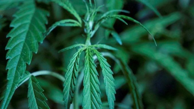 cannabis marihuana
