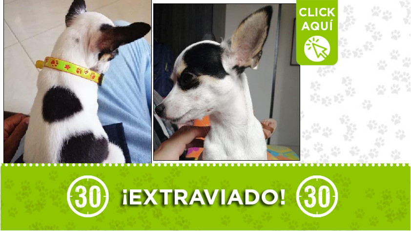 'Coco' perdido en Calasanz