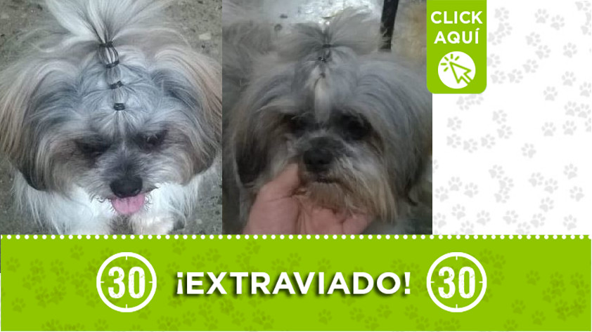 'Doki' perdido en Santo Domingo