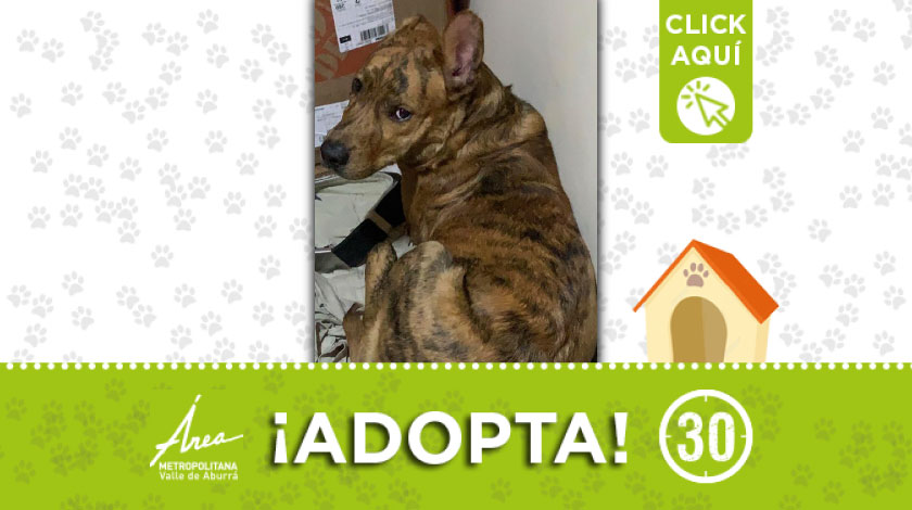 Buscan hogar de paso o definitivo para este peludito en San Antonio de Prado