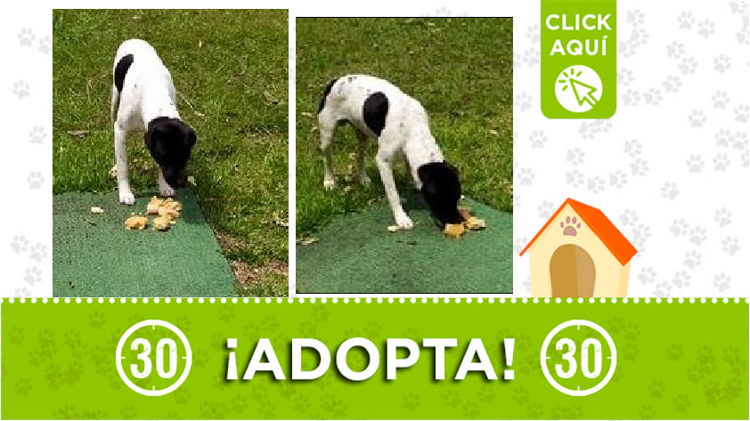 Perrito en adopción