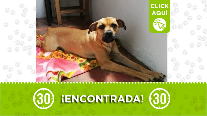 Perrita encontrada en Enciso