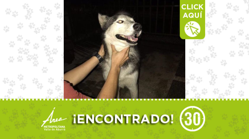 Encontrado este peludito en Niquía