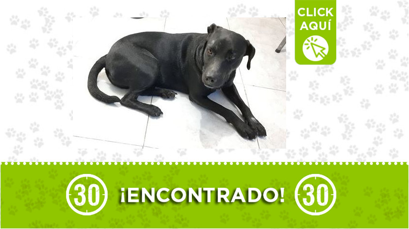 Perrito encontrado en Guayabal