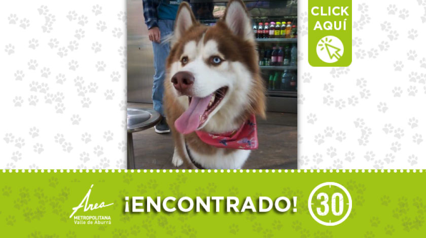 Perrito encontrado deambulando por sector de la Clínica del Norte