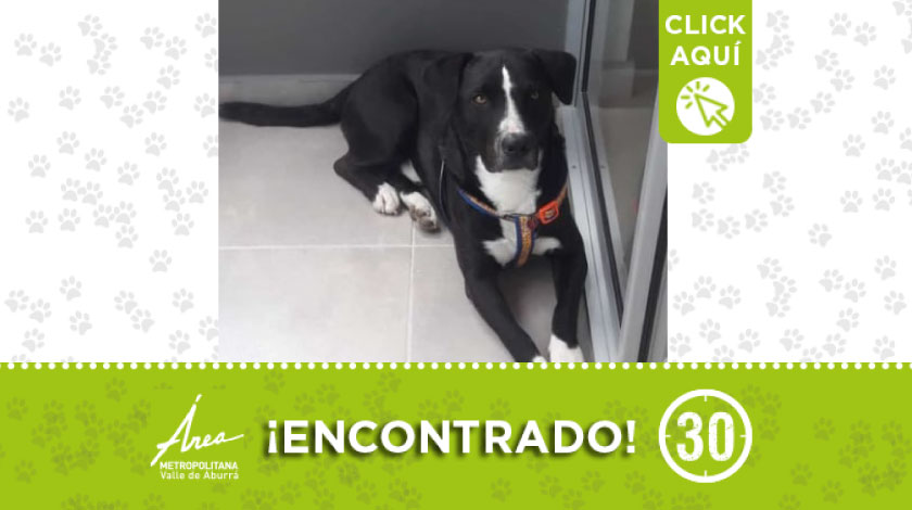 Perrito encontrado en sector Suramérica en Itagüí