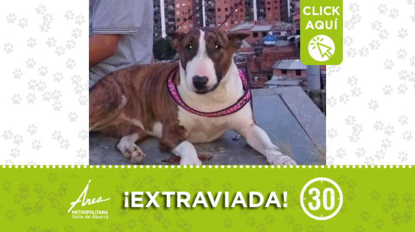 'Bandy' se perdió entre Santa María y el Carmelo en Itagüí