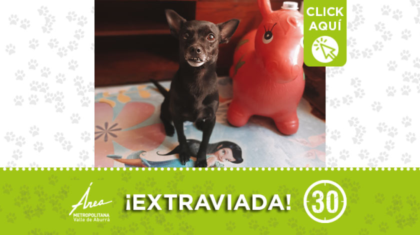 Mascota extraviada por sector Torres de la Macarena en Robledo