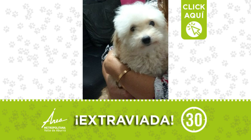 Buscan a 'Dana' que se extravió por un sector del barrio Granizal