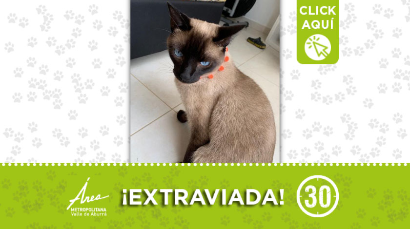 Gata extraviada en Niquía Terranova: ¿la ha visto?