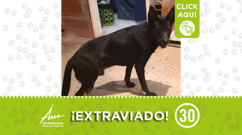 'Tork' se extravió desde hace varios días en Santo Domingo Savio