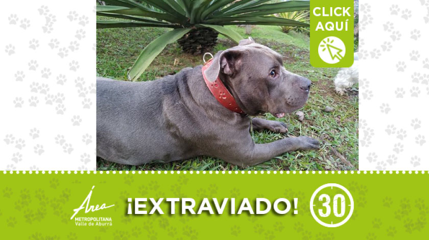 ' Gandalf' se perdió en la vereda San Isidro de Guarne