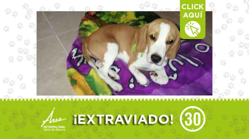 'Apolo' se extravió en Robledo Aures