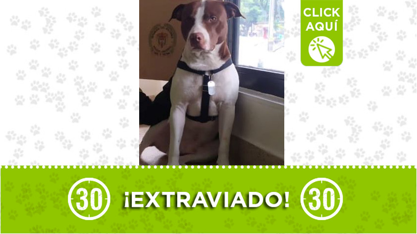 'Rocky' perdido del CAI de Santa Lucí