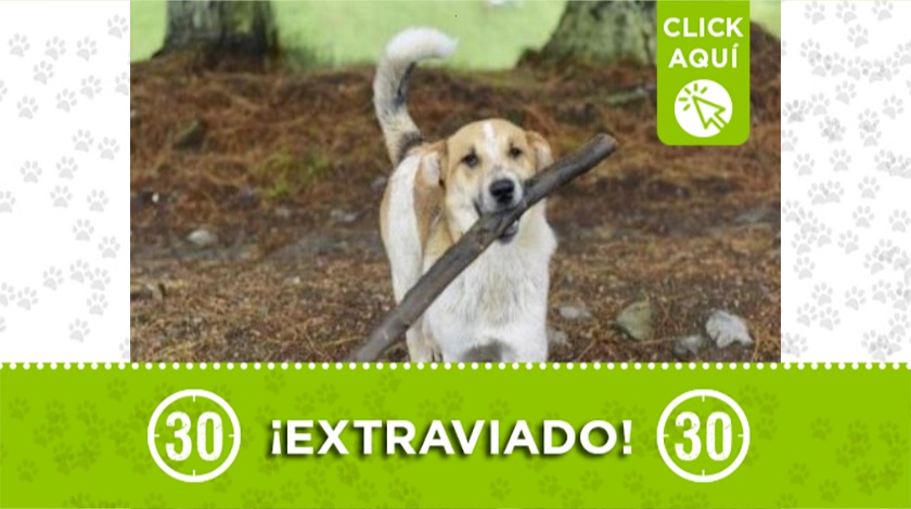 'Firulay' perdido por Jardín Botánico