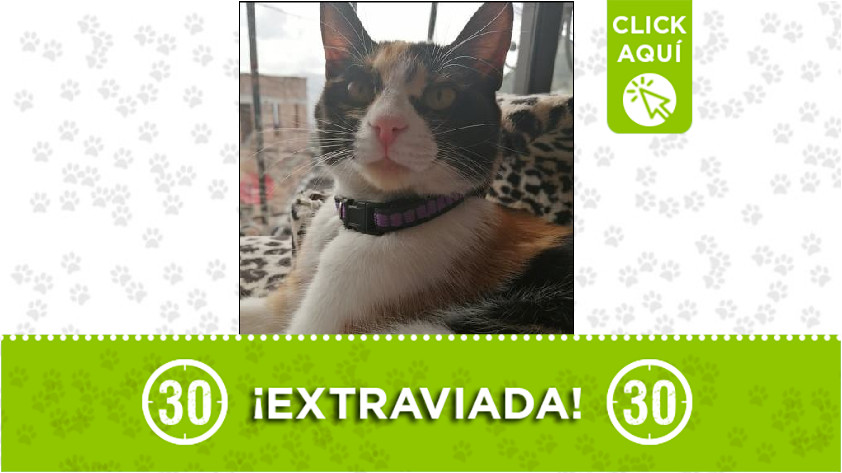 Perdida Buenos Aires