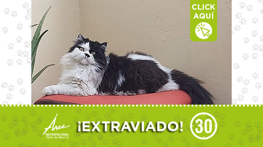 'Tobby' se perdió en Robledo: ¿lo ha visto?