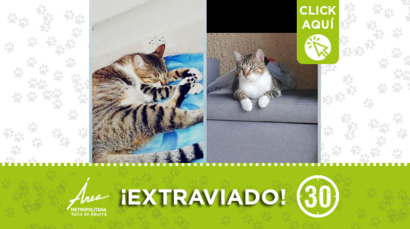 Desde el domingo se perdió este gatito en Campo Valdés