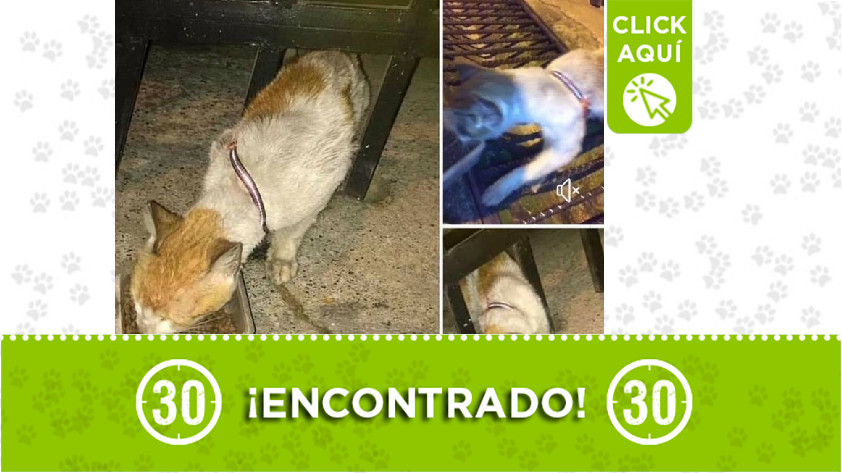 Gatico encontrado en Caicedo