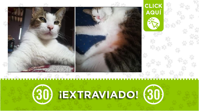 Gatico perdido en barrio París