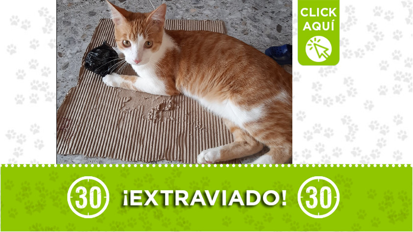 Gato encontrado en Envigado