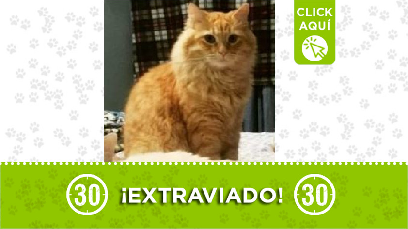 'Leo' perdido por Placita de Flórez