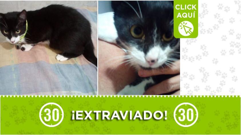 gatico perdido en La Francia