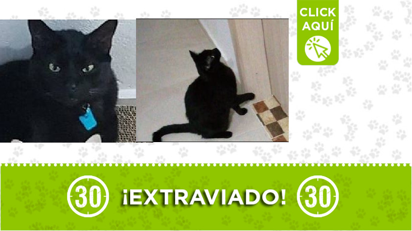 ¿Lo ha visto?, buscan a este gatico que se perdió en Sabaneta 1 Gatico perdido en Sabaneta