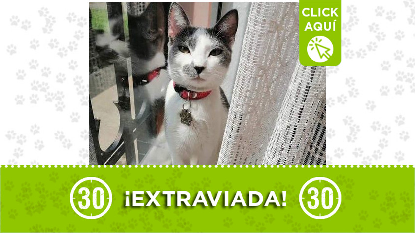 Gata perdida en Bello