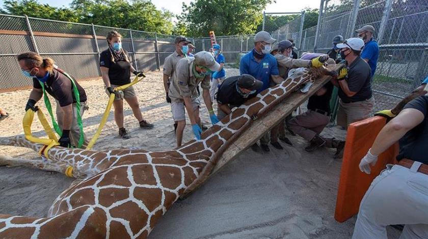 FOTOS: “Reto extremo” en Zoológico de Miami: Inmovilizan jirafa para curarle una fractura