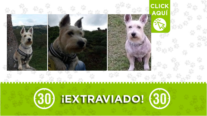 'Junior' perdido em Campo Valdés