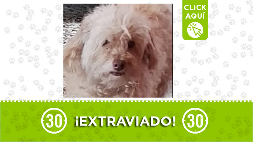 'Lukas' perdido en Boston