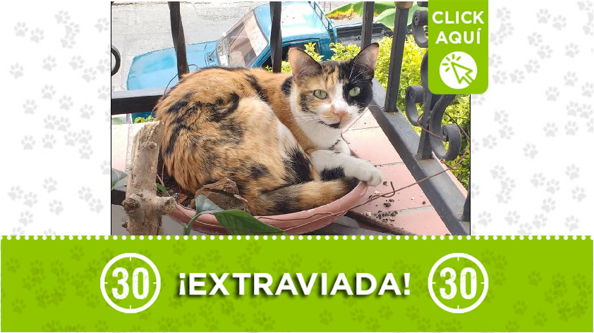 'Luna' perdida en Belén