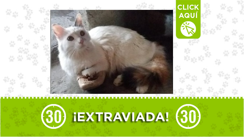 'Luna' perdida en Manrique